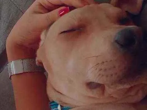 Cachorro ra a Não sabemos  idade 2 a 6 meses nome Ben 