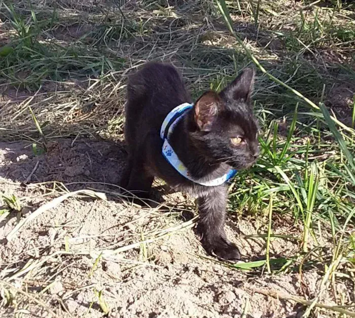 Gato raça  idade 2 a 6 meses nome Pantera negra