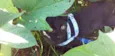 Pantera negra