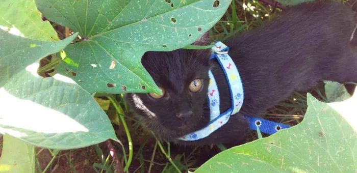 Gato raça  idade 2 a 6 meses nome Pantera negra