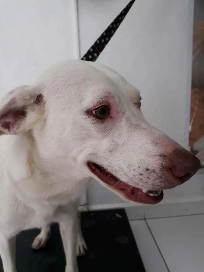 Cachorro raça SRD idade 1 ano nome Zeus