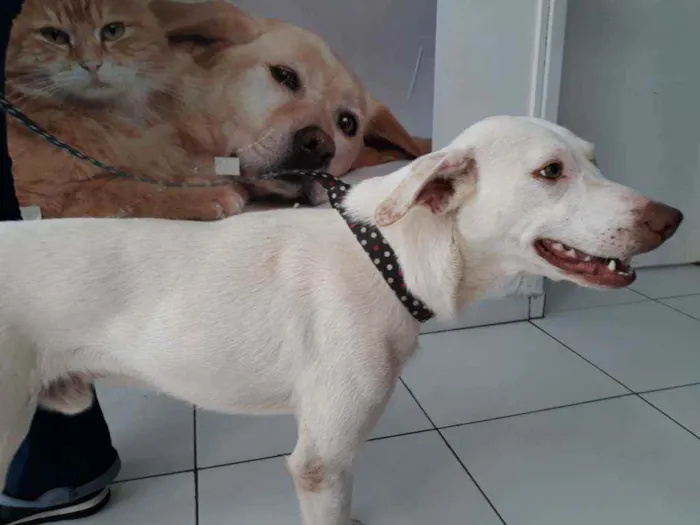 Cachorro raça SRD idade 1 ano nome Zeus