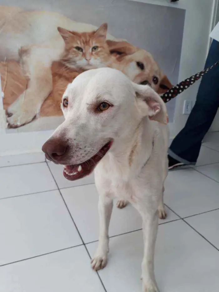 Cachorro raça SRD idade 1 ano nome Zeus