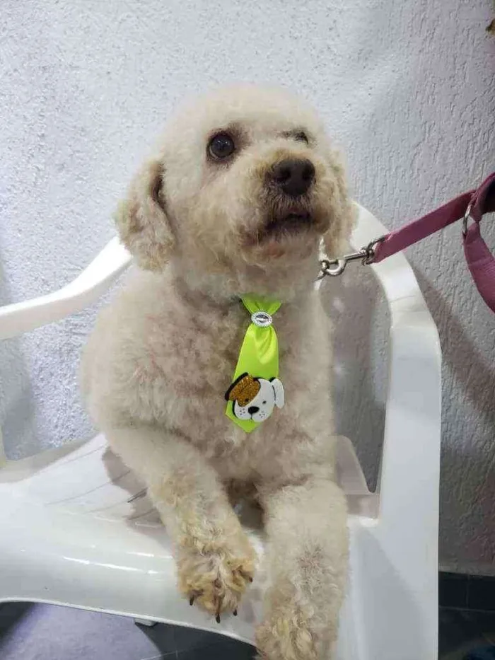 Cachorro raça Podle  idade 6 ou mais anos nome Bartolomeu 