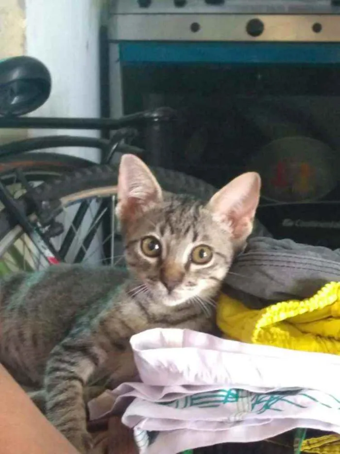 Gato raça Srd idade Abaixo de 2 meses nome Milk