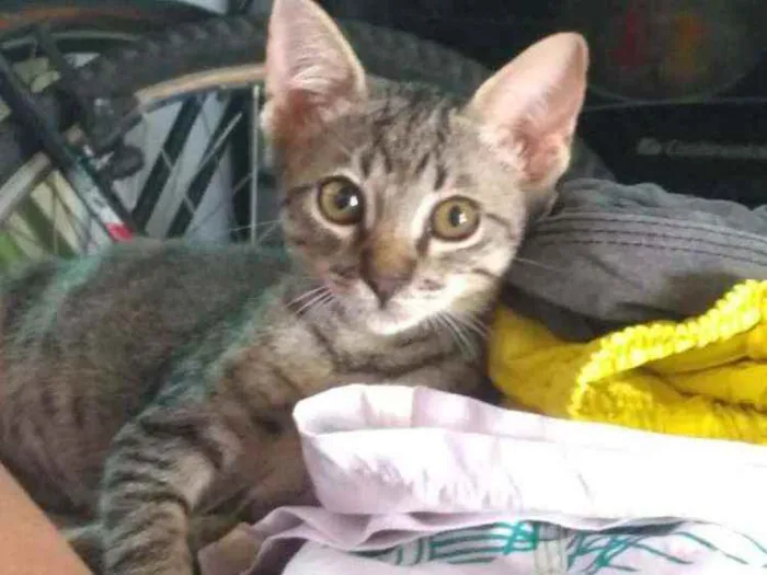 Gato raça Srd idade Abaixo de 2 meses nome Milk
