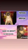 Filhotes