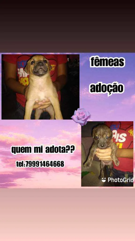 Cachorro raça Srd idade Abaixo de 2 meses nome Filhotes