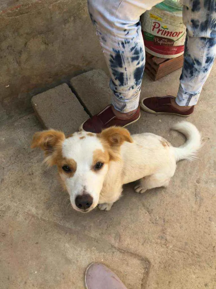 Cachorro ra a Srd idade 1 ano nome Marie