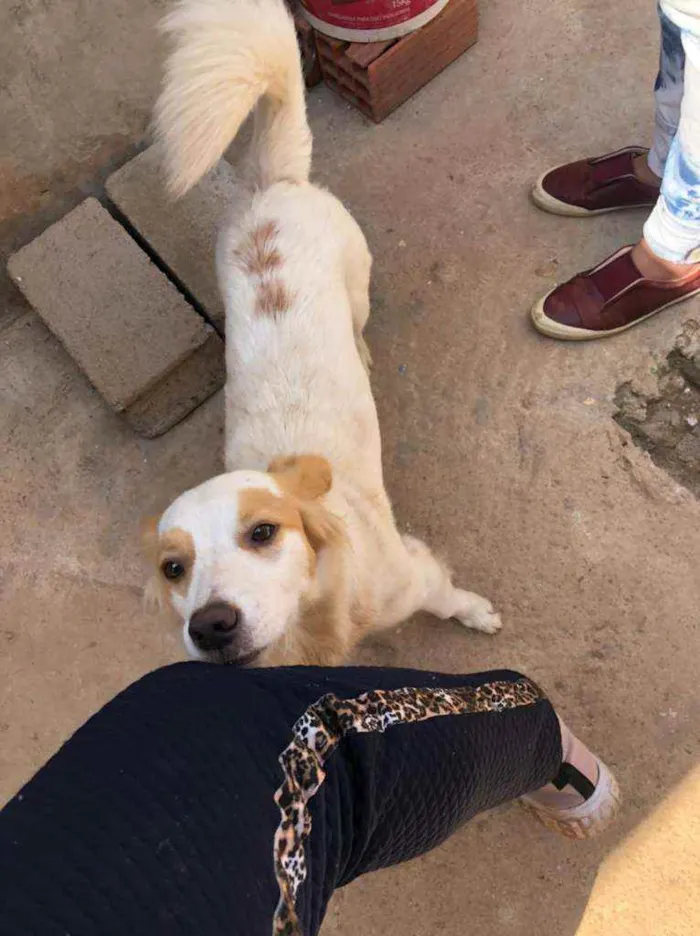 Cachorro ra a Srd idade 1 ano nome Marie