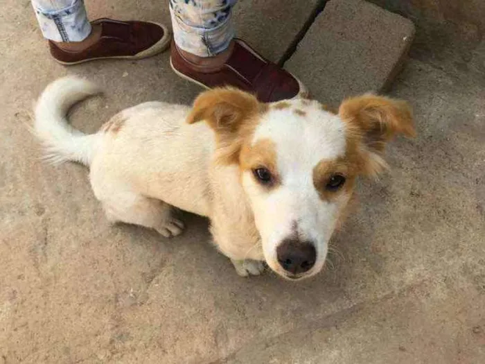 Cachorro ra a Srd idade 1 ano nome Marie