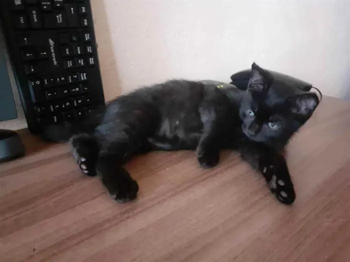 Gato ra a SRD idade 2 a 6 meses nome Sem nome