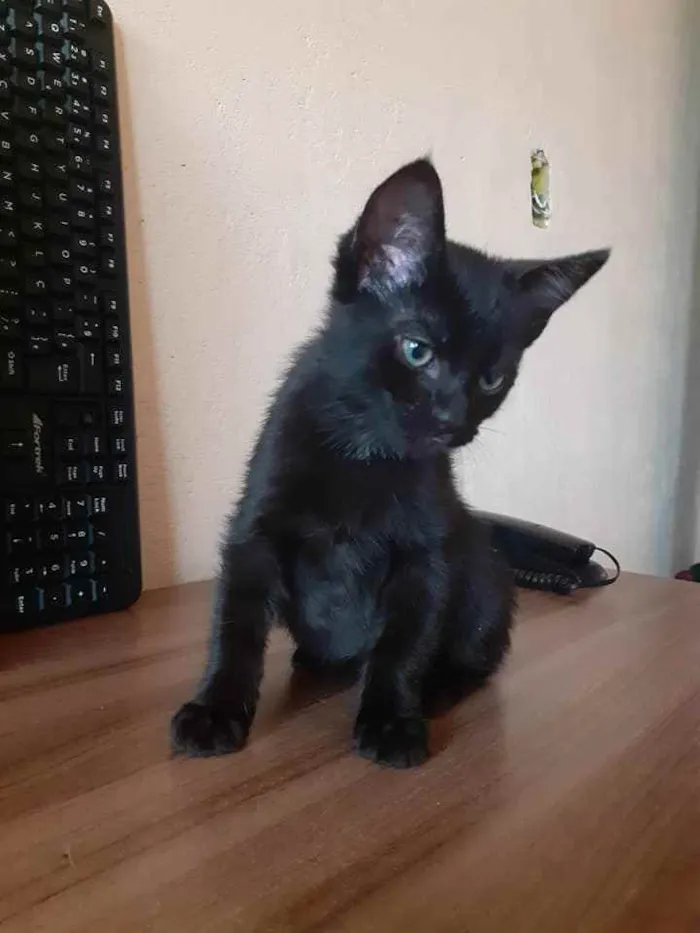 Gato ra a SRD idade 2 a 6 meses nome Sem nome