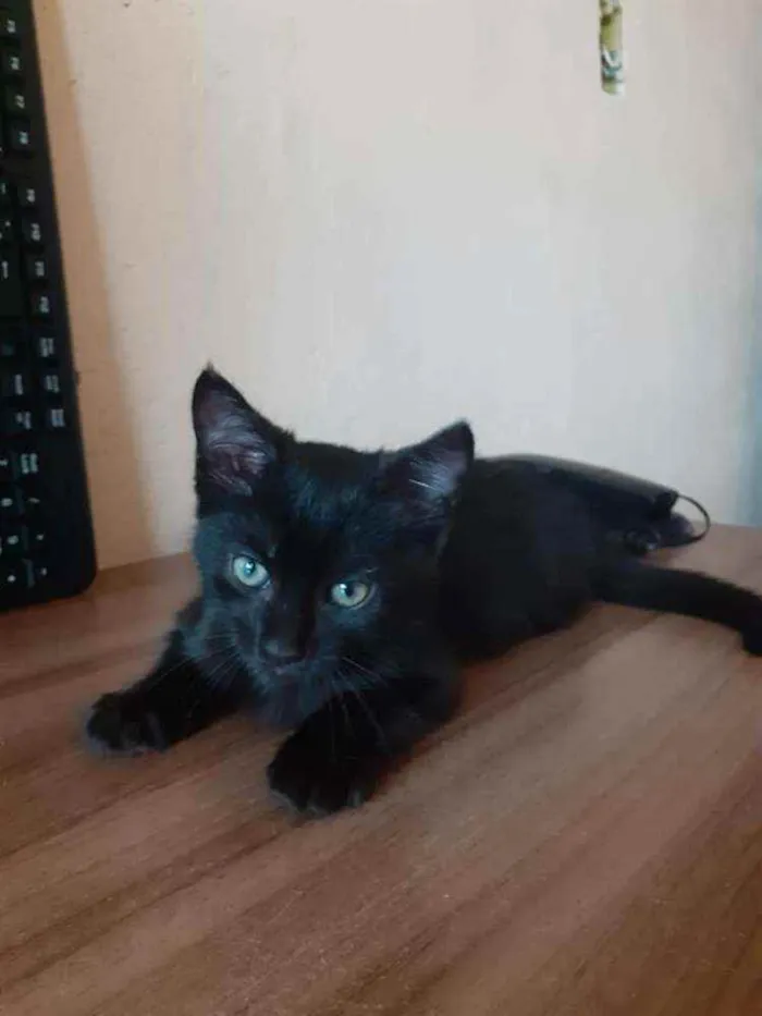 Gato ra a SRD idade 2 a 6 meses nome Sem nome