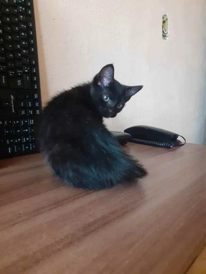 Gato ra a SRD idade 2 a 6 meses nome Sem nome