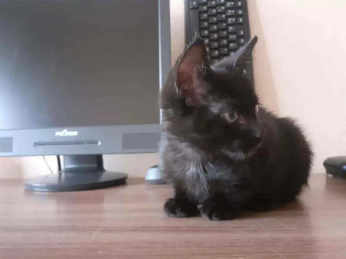 Gato ra a SRD idade 2 a 6 meses nome Sem nome