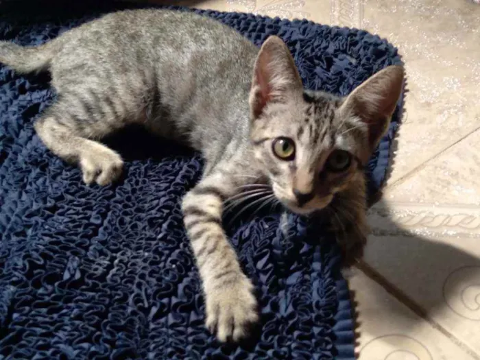 Gato raça Gato idade 2 a 6 meses nome Dabi