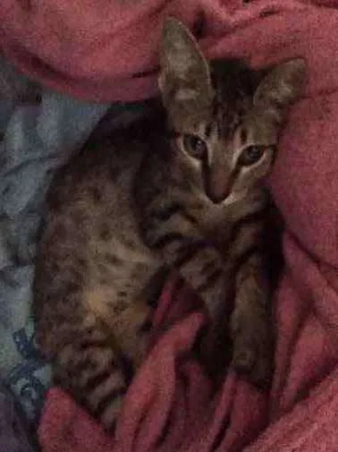 Gato raça Gato idade 2 a 6 meses nome Dabi
