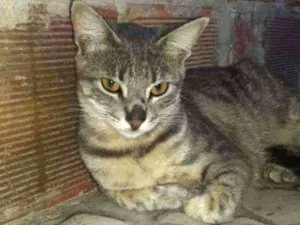 Gato raça Sem raça definida  idade 2 a 6 meses nome Jujuba