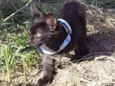Pantera negra