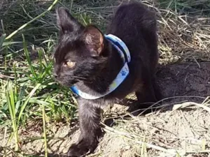 Gato raça  idade 2 a 6 meses nome Pantera negra