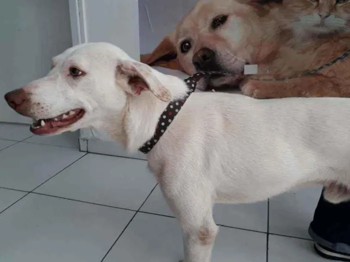 Cachorro raça SRD idade 1 ano nome Zeus