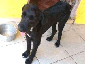 Cachorro raça SRD  idade 2 anos nome Pirata