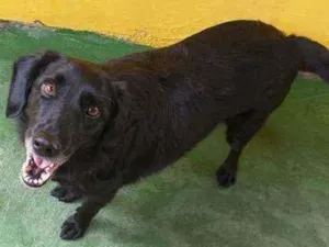 Cachorro raça SRD  idade 3 anos nome Chop 