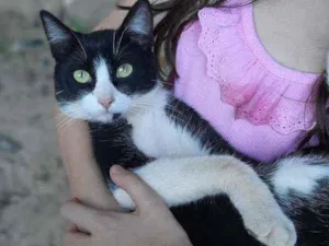Gato raça SRD  idade 7 a 11 meses nome Tom 