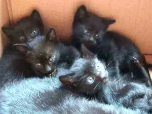 Gato raça SRD  idade Abaixo de 2 meses nome Filhotinhas 