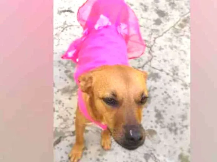 Cachorro raça SRD  idade 3 anos nome Penélope 