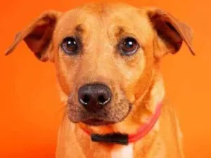 Cachorro raça SRD  idade 2 anos nome Edu 