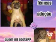 Filhotes