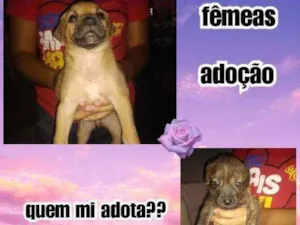 Cachorro raça Srd idade Abaixo de 2 meses nome Filhotes