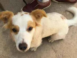 Cachorro raça Srd idade 1 ano nome Marie