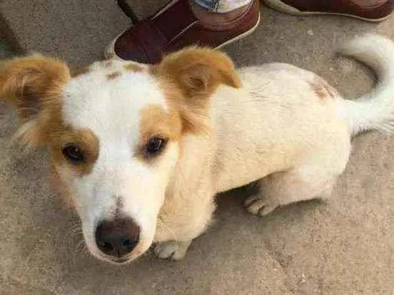 Cachorro ra a Srd idade 1 ano nome Marie