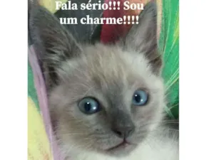 Gato raça SDR (cinza e bege e olhos azui idade Abaixo de 2 meses nome Sem nome