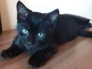 Gato raça SRD idade 2 a 6 meses nome Sem nome