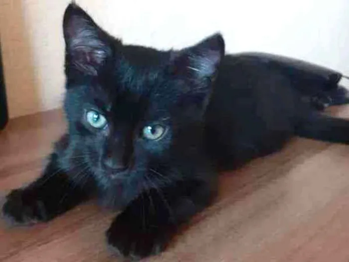 Gato ra a SRD idade 2 a 6 meses nome Sem nome