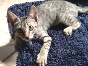 Gato raça Gato idade 2 a 6 meses nome Dabi