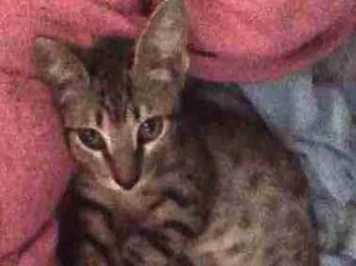 Gato raça Gato idade 2 a 6 meses nome Dabi