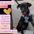 Estopa