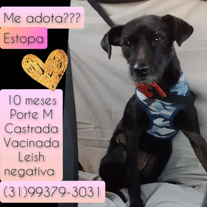 Cachorro raça SRD idade 7 a 11 meses nome Estopa
