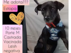Cachorro raça SRD idade 7 a 11 meses nome Estopa