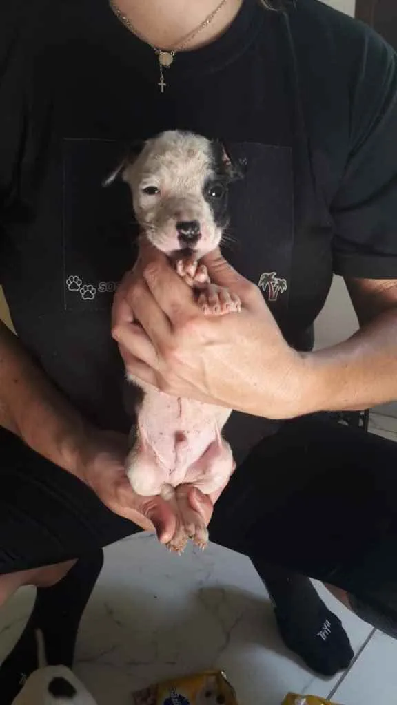 Cachorro ra a Vira-lata  idade Abaixo de 2 meses nome Caio