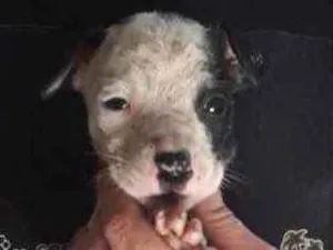 Cachorro raça Vira-lata  idade Abaixo de 2 meses nome Caio