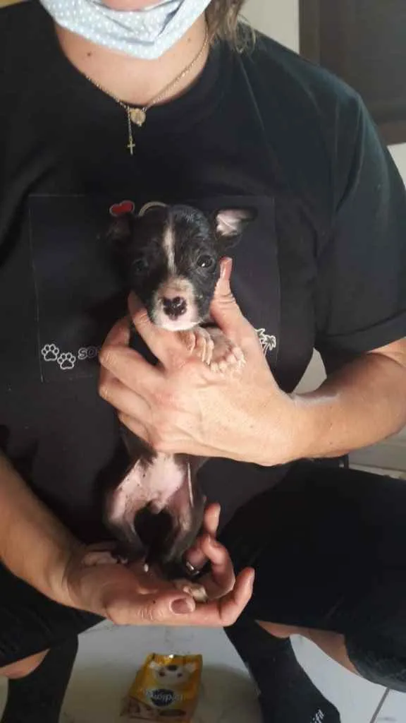 Cachorro ra a Lindo vira-lata  idade Abaixo de 2 meses nome Fiuk