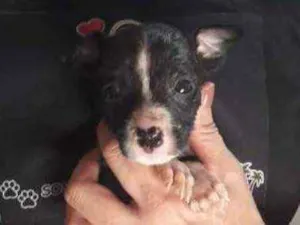 Cachorro raça Lindo vira-lata  idade Abaixo de 2 meses nome Fiuk