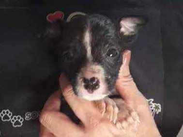 Cachorro ra a Lindo vira-lata  idade Abaixo de 2 meses nome Fiuk