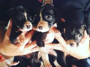 Cachorro raça Vira-latas  idade Abaixo de 2 meses nome Pequenos